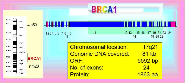 BRCA1 structure